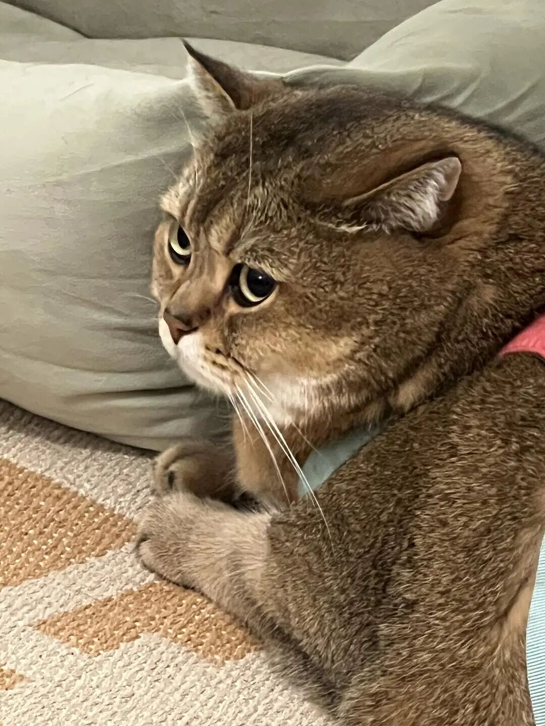 【宠物】为了让胖猫上飞机，主人听说可以租瘦猫替它过安检？这波操作直接给网友看懵了！（组图） - 19
