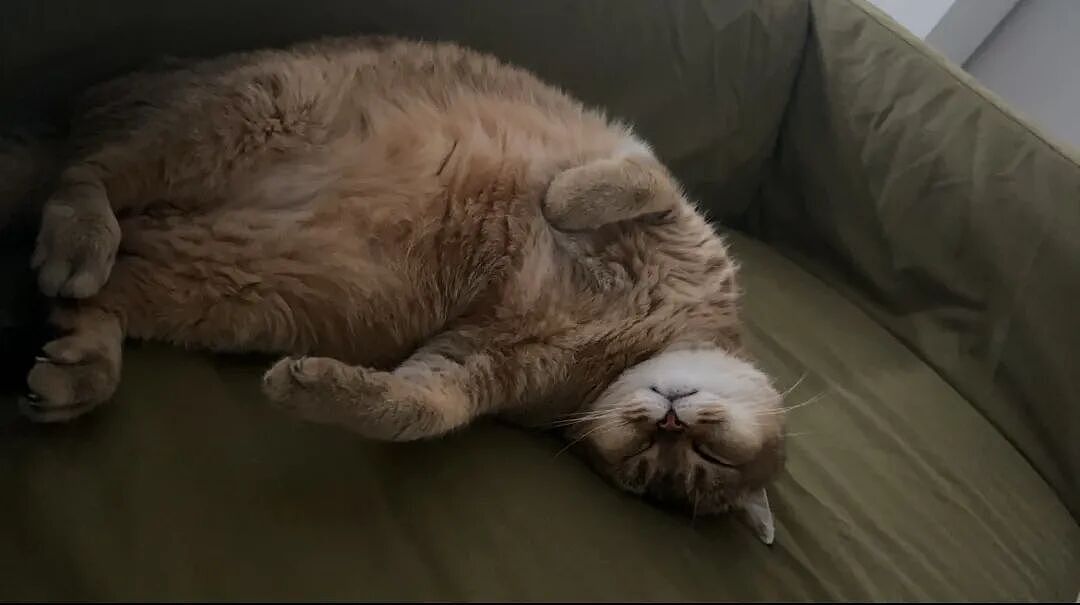 【宠物】为了让胖猫上飞机，主人听说可以租瘦猫替它过安检？这波操作直接给网友看懵了！（组图） - 18