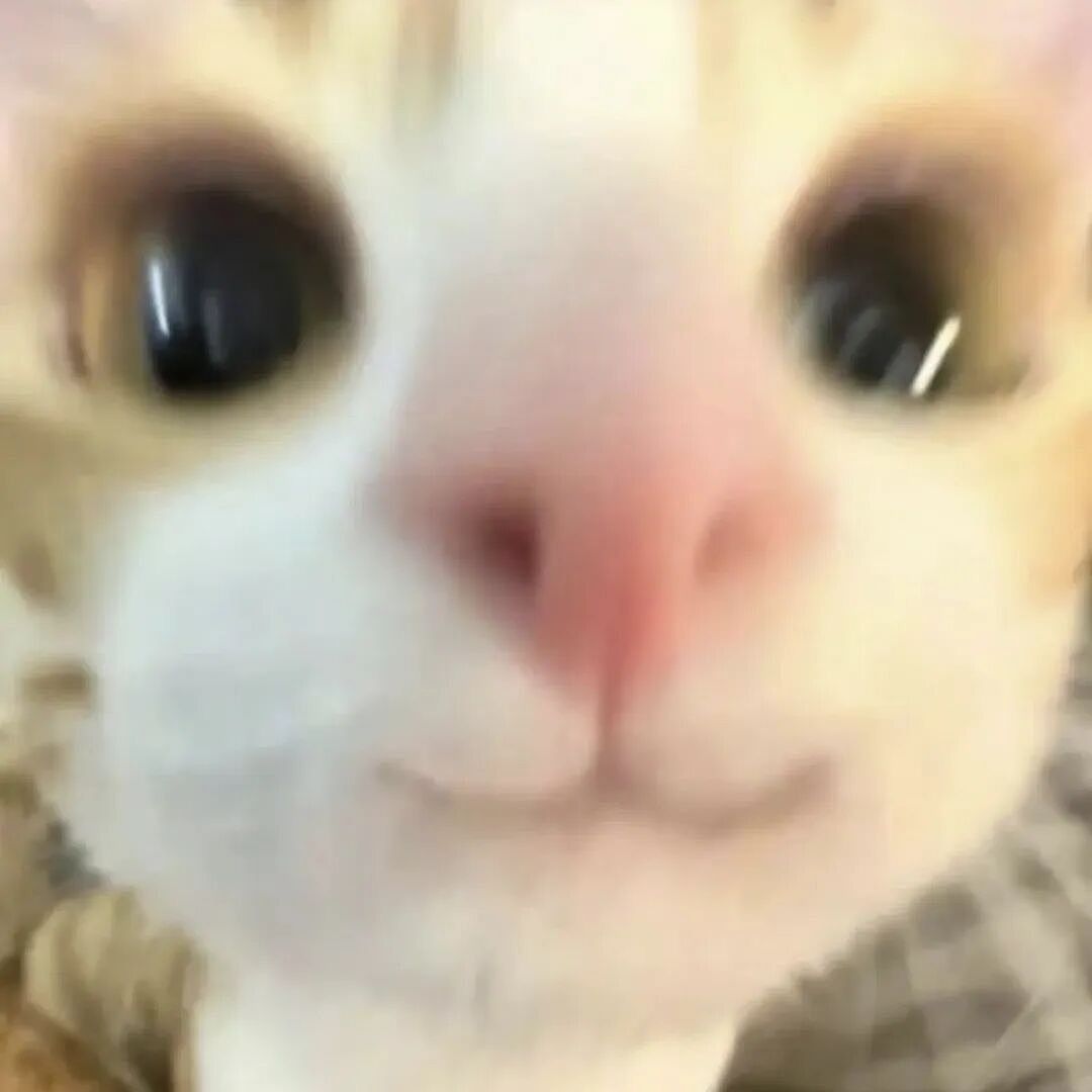 【宠物】为了让胖猫上飞机，主人听说可以租瘦猫替它过安检？这波操作直接给网友看懵了！（组图） - 20