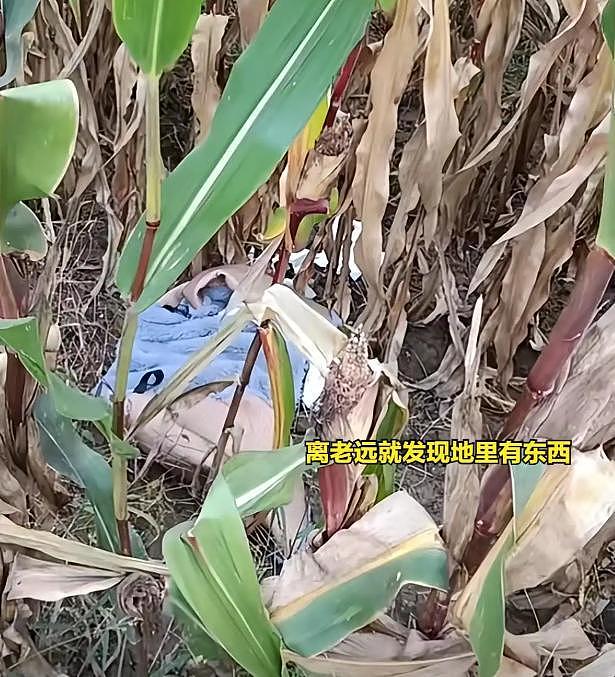 女子跑去玉米地“野战”,农户晒出现场照片:纸巾扔了一地 - 1