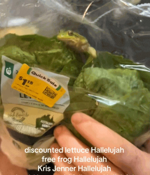 离谱!西澳Woolworths生菜里惊现活青蛙,TikTok疯传470万次(GIF/图) - 1