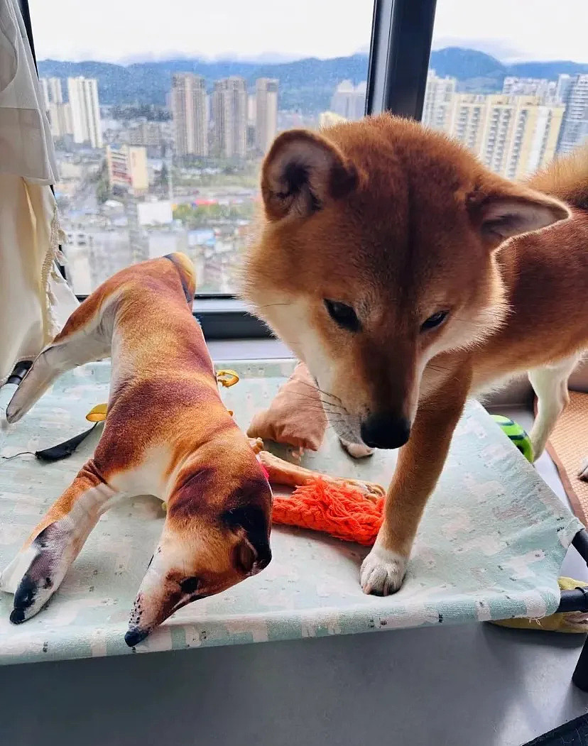 【萌宠】围观了这届年轻人的养宠现状，我悟了 - 16
