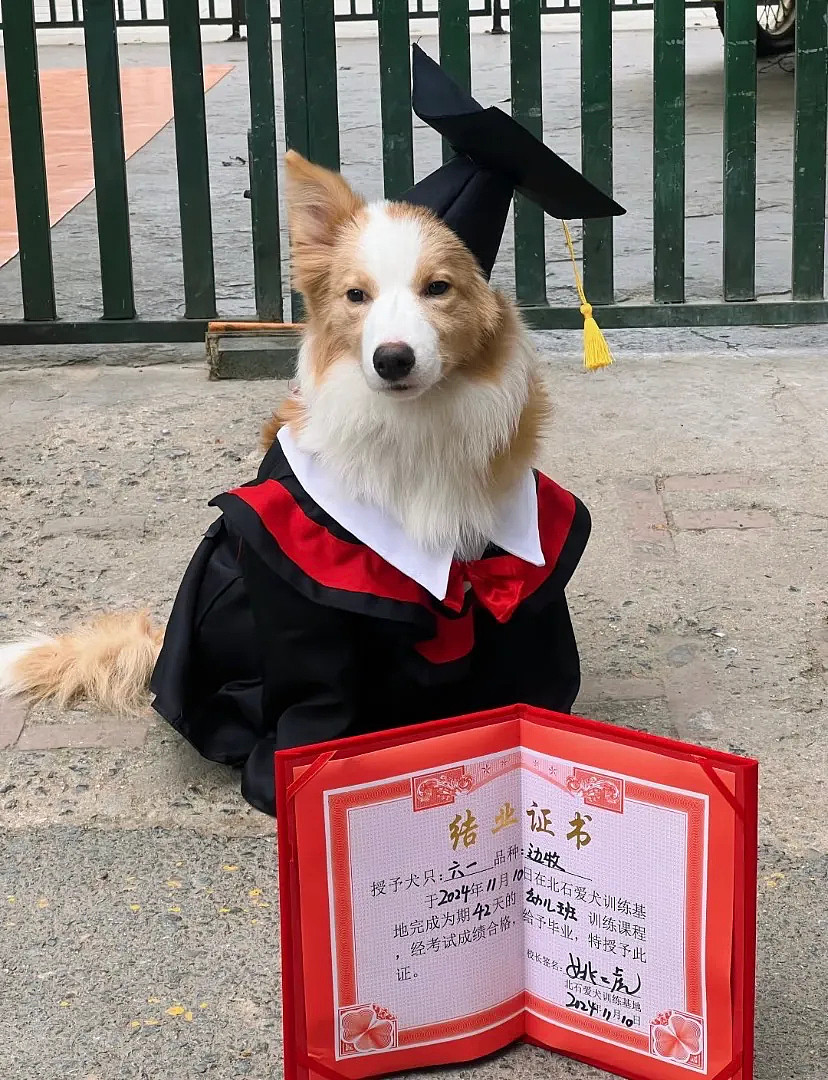 【萌宠】围观了这届年轻人的养宠现状，我悟了 - 12