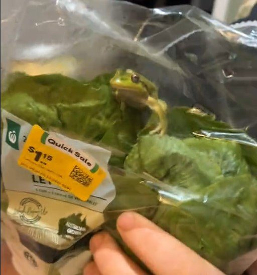 离谱!西澳Woolworths生菜里惊现活青蛙,TikTok疯传470万次(GIF/图) - 2