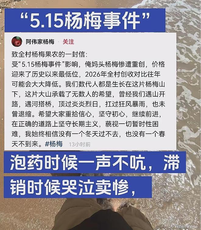 漳州杨梅泡药风波持续发酵!果农的眼泪,换不来网友的同情(组图) - 2