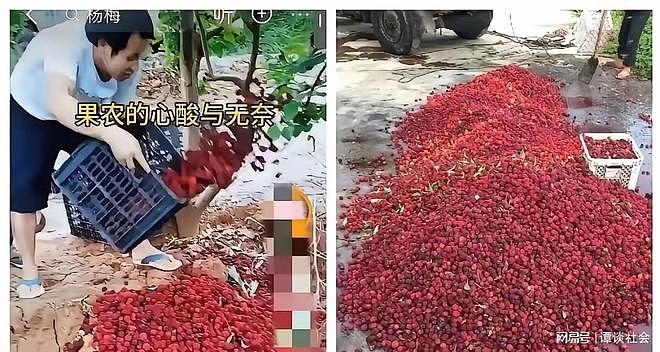 漳州杨梅泡药风波持续发酵!果农的眼泪,换不来网友的同情(组图) - 3