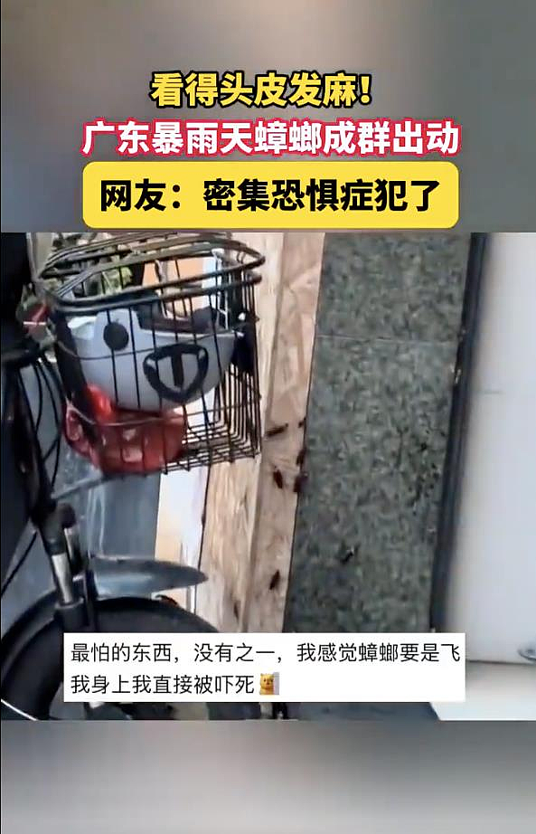 头皮发麻…暴雨过后，广东蟑螂大军成群窜出（图） - 1