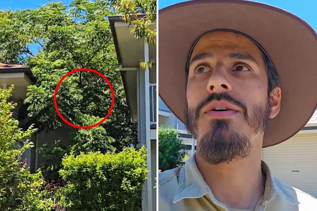澳专家警告:后院长出这种树千万当心!或让你损失数十万澳元,保险还拒赔...(组图) - 1