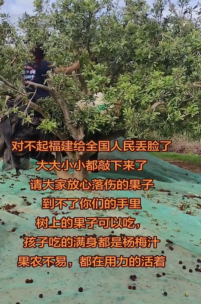 毒杨梅事件刑拘5人后续!新华社一锤定音,会长求饶生路恐被堵死 - 21