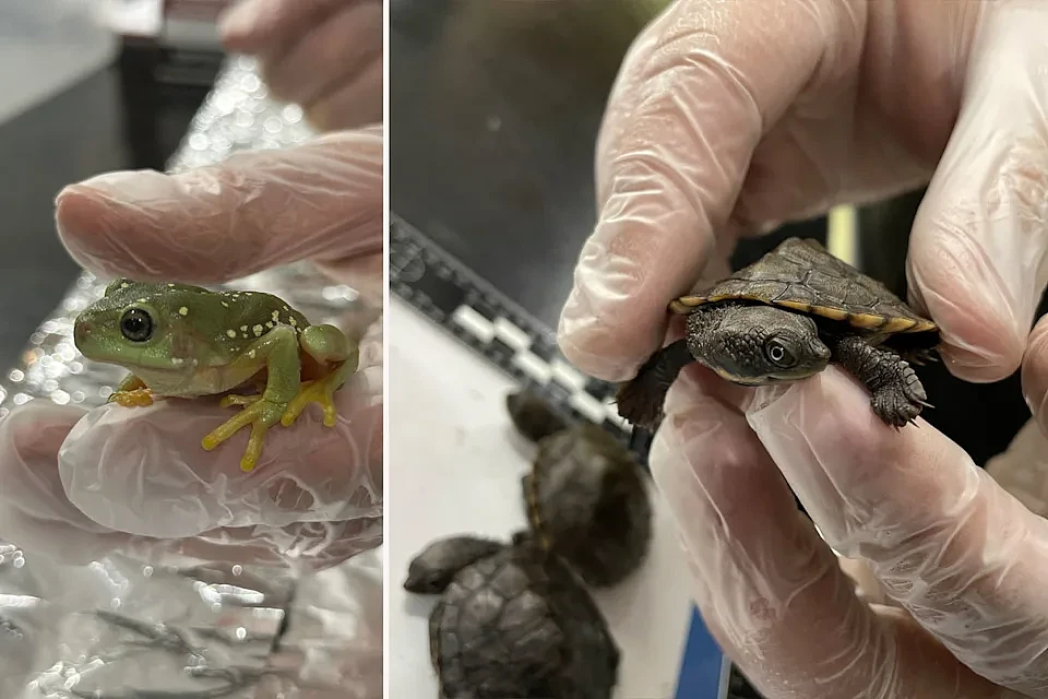 澳华男走私野生动物被捕！将活体乌龟塞进狗粮袋寄香港，获刑两年半（组图） - 2