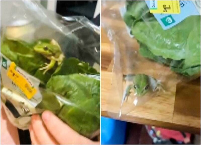 买生菜送宠物?澳男超市买生菜,包装袋竟藏一只活青蛙 - 1