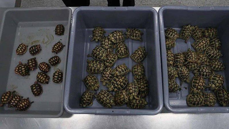 妙龄女一身腥味，海关掀裙...里面竟藏58只活乌龟 - 2