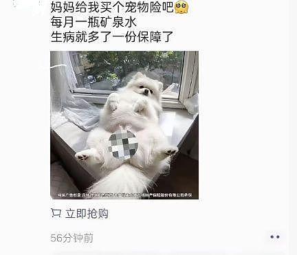 宠物险广告现女性私密部位,网友质疑低俗营销(图) - 1