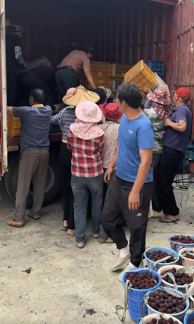 “泡药杨梅”被封杀后,果农紧急抛售,收购价30块跌到8毛钱(组图) - 2