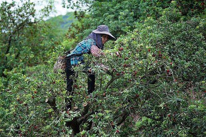 “泡药杨梅”被封杀后,果农紧急抛售,收购价30块跌到8毛钱(组图) - 7