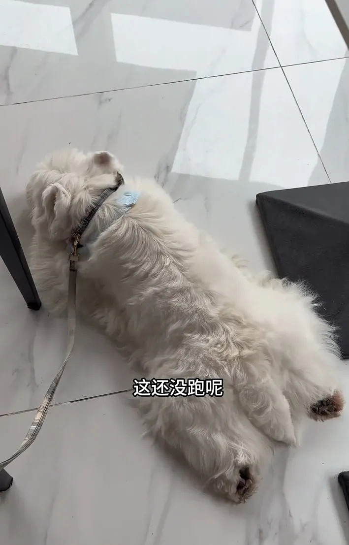 狗子在马拉松上上演速度与激情,主人在身后狂追…(组图) - 2