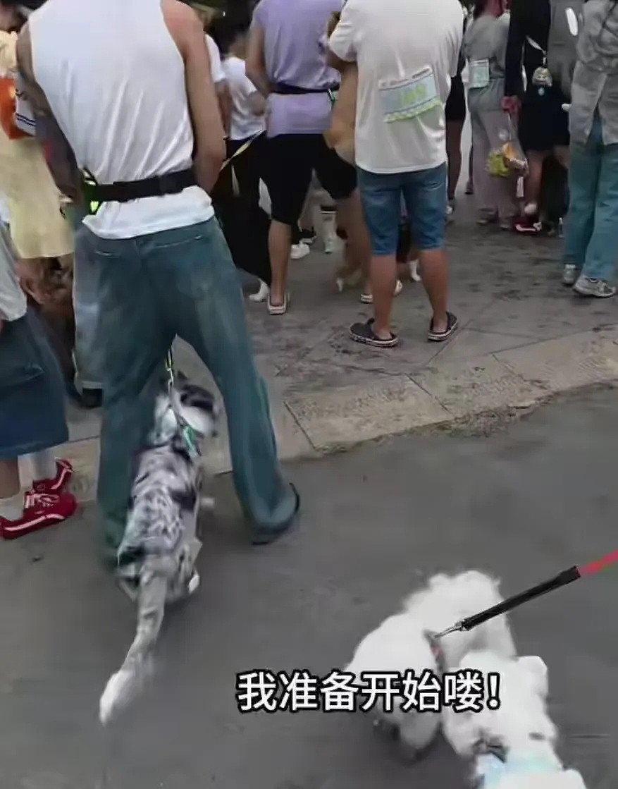 狗子在马拉松上上演速度与激情,主人在身后狂追…(组图) - 4