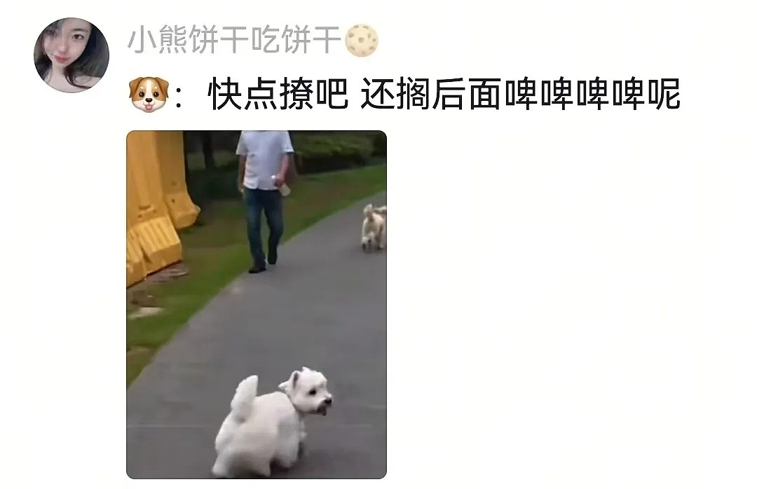 狗子在马拉松上上演速度与激情,主人在身后狂追…(组图) - 10