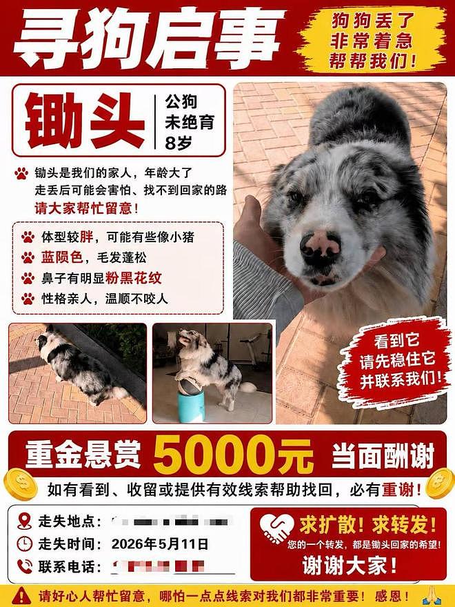 百万粉丝网红边牧被顺走,180元转卖遭宰杀:主人悬赏5000元(组图) - 1