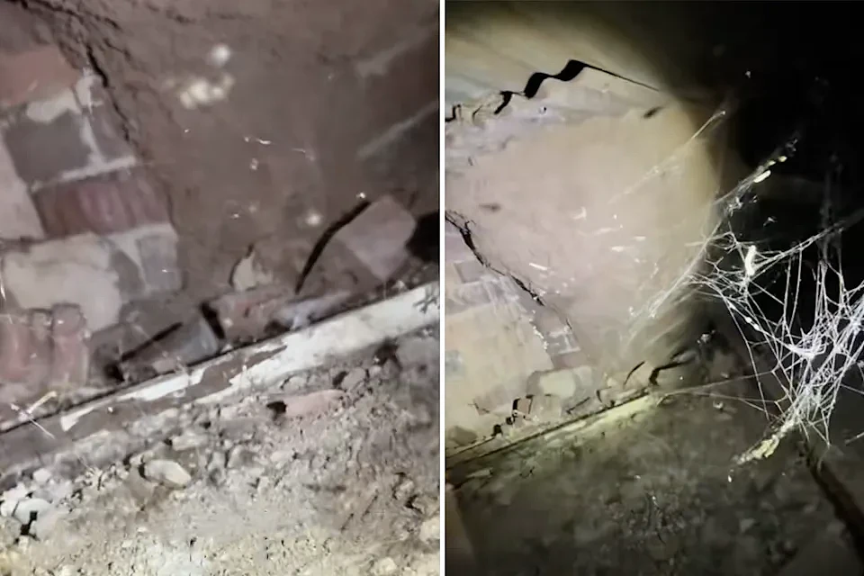 悉尼民宅惊现巨无霸白蚁巢,修复恐花数万澳元!最可怕的是保险竟不赔 - 2
