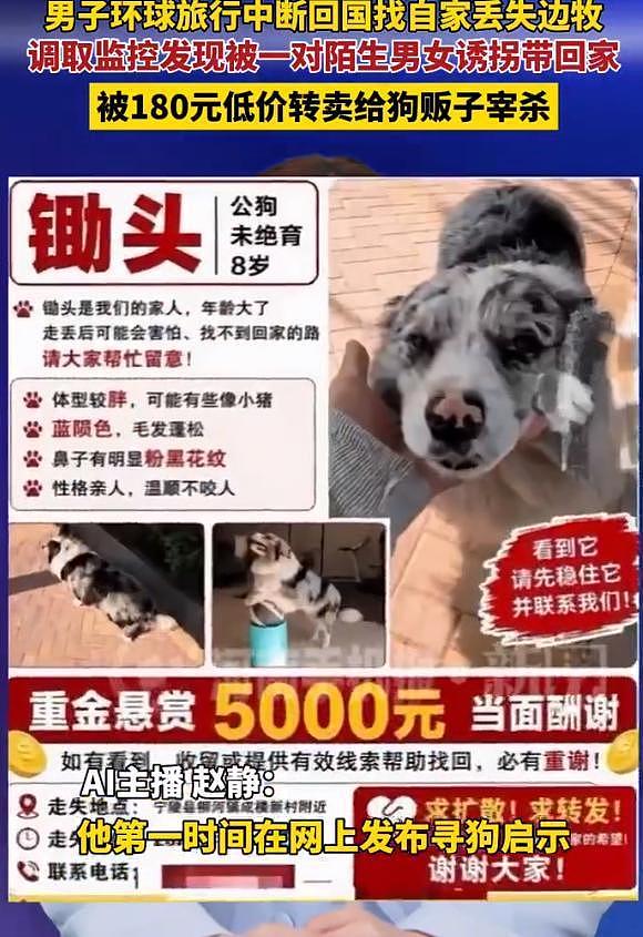 网红边牧被偷杀后续：网友实地考察，恶心一幕发生，比偷狗更炸裂 - 7