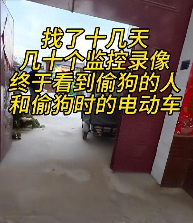 网红边牧被偷杀后续：网友实地考察，恶心一幕发生，比偷狗更炸裂 - 16