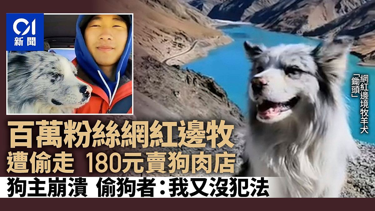 百万网红边牧被偷，180元卖狗肉馆！主人崩溃：养了8年（组图） - 1
