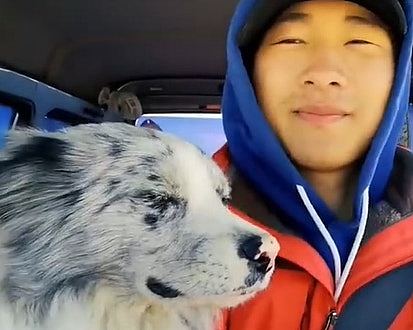 百万网红边牧被偷，180元卖狗肉馆！主人崩溃：养了8年（组图） - 2