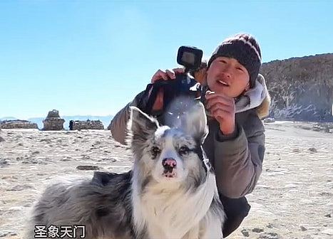 百万网红边牧被偷，180元卖狗肉馆！主人崩溃：养了8年（组图） - 3
