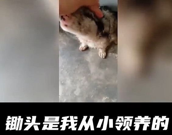 百万网红边牧被偷，180元卖狗肉馆！主人崩溃：养了8年（组图） - 5