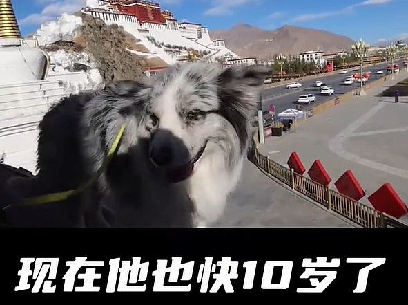 百万网红边牧被偷，180元卖狗肉馆！主人崩溃：养了8年（组图） - 6