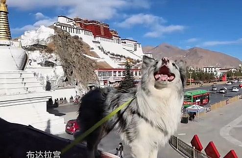 百万网红边牧被偷，180元卖狗肉馆！主人崩溃：养了8年（组图） - 8