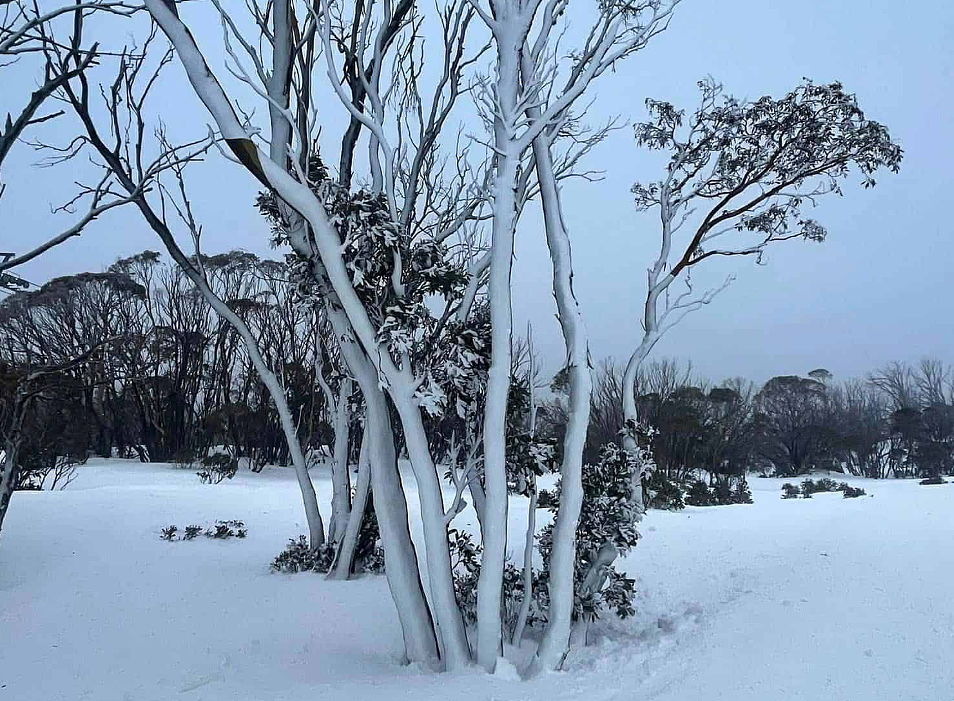 澳洲滑雪全攻略！热门雪场怎么选？装备怎么租？怎么玩更省钱？一文解析（组图） - 7
