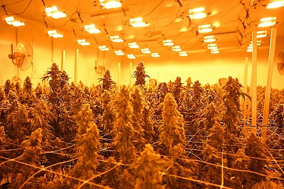 新州迎来重大交通改革！合法使用医用大麻将被免责，但超标三次仍会吊销驾照 - 1