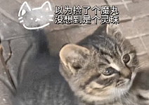 【宠物】小姐姐炫耀捡到一只灵珠猫，网友看清小猫花色后纷纷质疑：我不信，除非送它来我家！（组图）