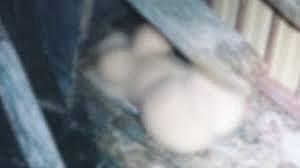 澳男两次破门盗窃成人用品店，带走$1500性爱玩偶野外发泄被判刑 - 3