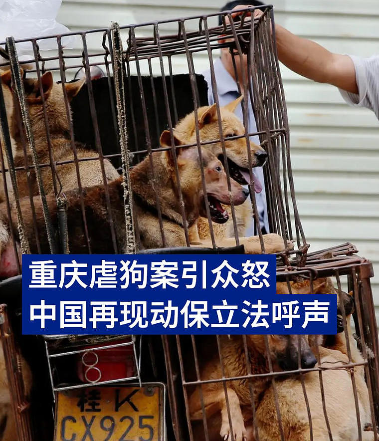 重庆虐狗案引众怒!中国再现动保立法呼声(图) - 1