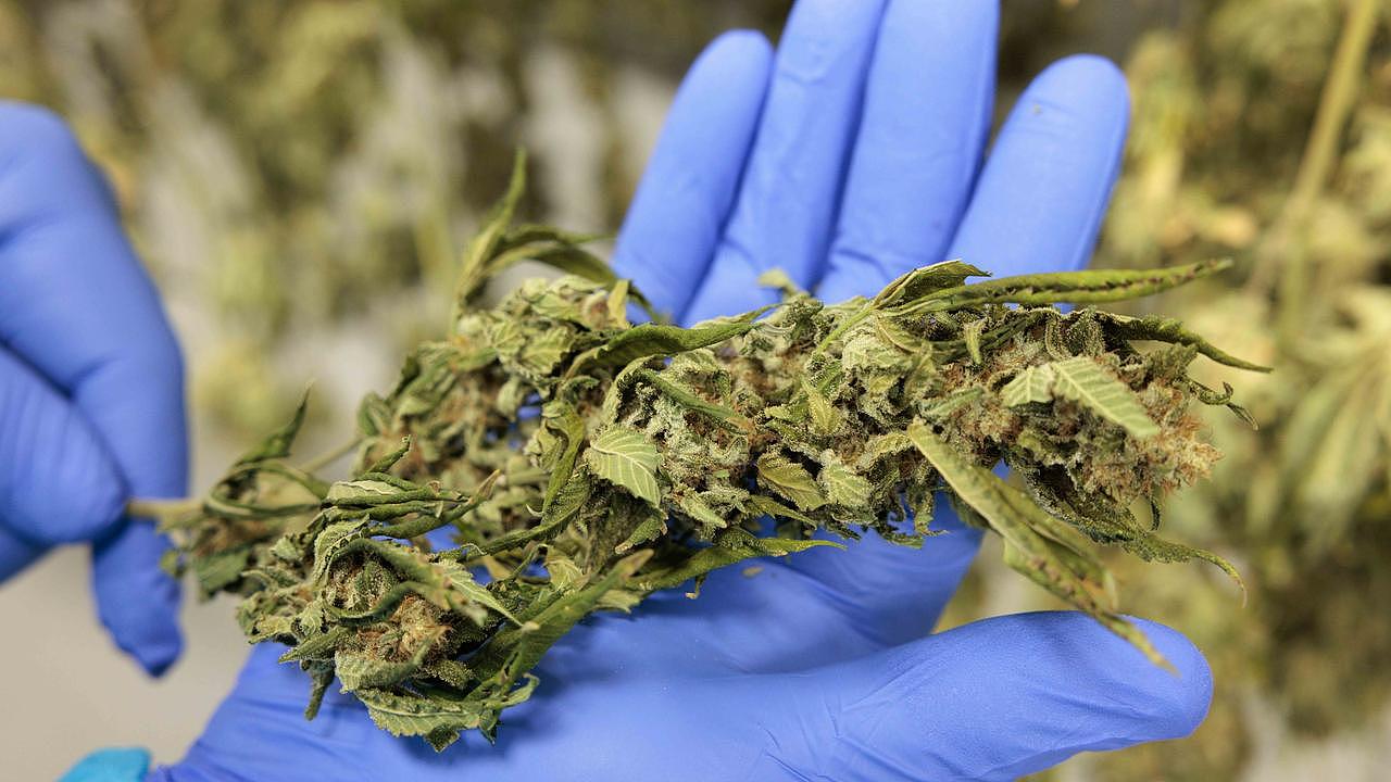 吸食大麻后合法开车?新州放宽限制后,昆州掀起请愿热潮(组图) - 1