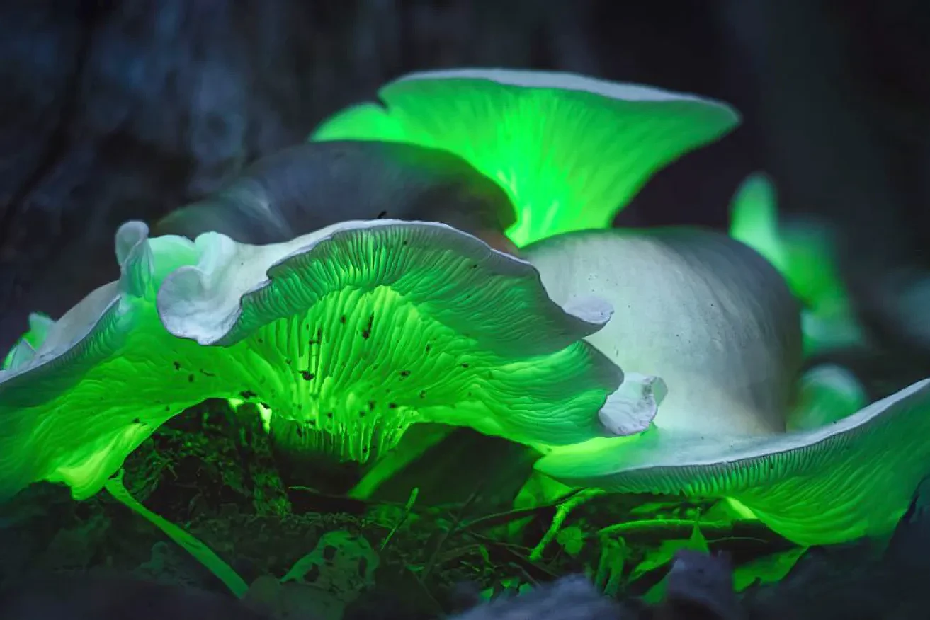 炫目绿光！新州维州林地惊现“幽灵蘑菇”，但千万别碰（组图） - 1