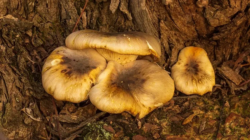炫目绿光！新州维州林地惊现“幽灵蘑菇”，但千万别碰（组图） - 2
