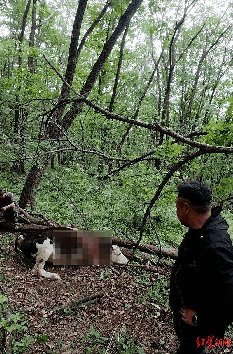 采山菜撞见东北虎啃牛,吉林男狂奔爬树求救,下山时腿软了 - 1
