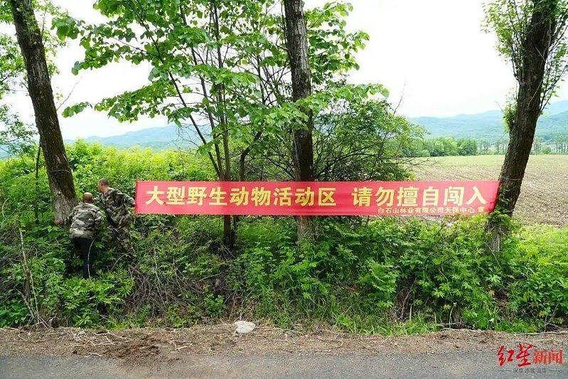 采山菜撞见东北虎啃牛,吉林男狂奔爬树求救,下山时腿软了 - 2
