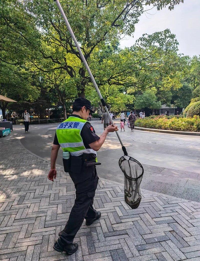 端午前夕杭州西湖惊现青蛇白蛇，网友戏称“白娘子与小青来了” - 2