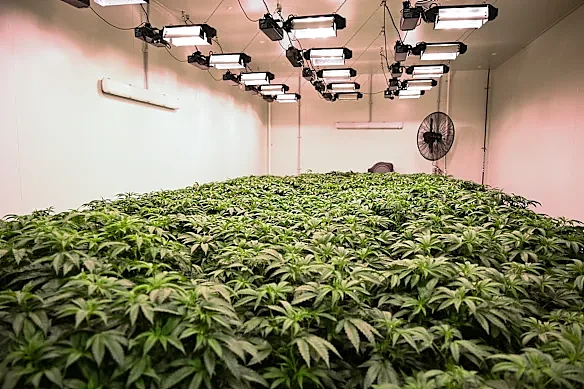 新州政府拟放宽药用大麻驾驶限制,大批医学专家联名痛批“纵容毒驾”! - 2