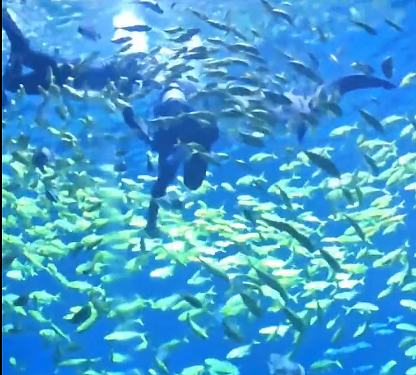 中国长沙海洋馆鲨鱼咬伤潜水游客,全网围观:湖南史上第一人(组图) - 2