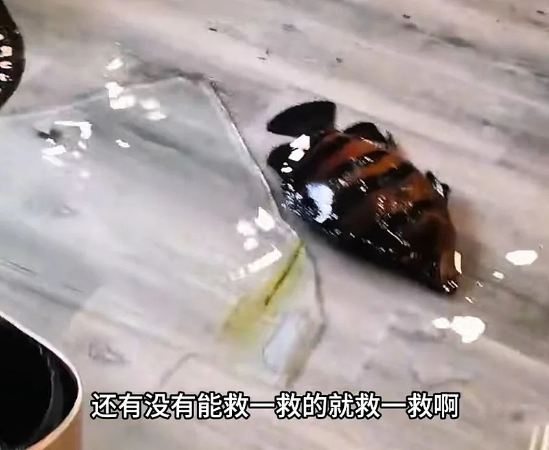 3米鱼缸炸了!主人含泪摆了桌“价值几十万的大餐” - 4