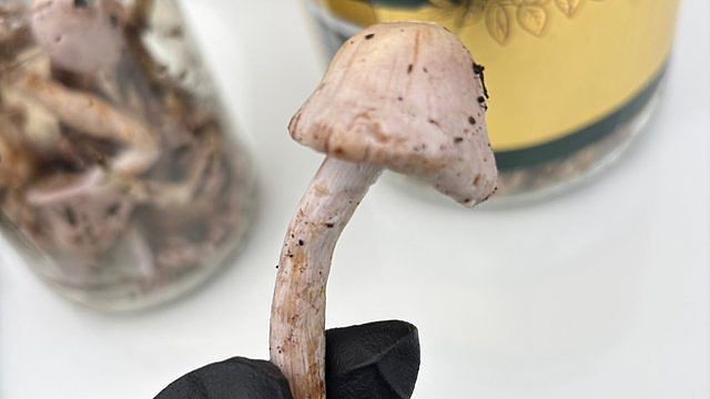 野生蘑菇勿采!珀斯男子险些送命,警方一句话救了他(组图) - 1