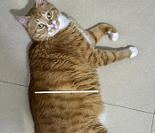 【宠物】妹子发帖说亏欠小猫，猫瘦得比筷子还细了！网友心疼地点开图片，满脸不解：是这个插4根筷子的冬瓜吗？（组图）