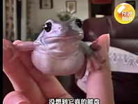 手脚并用！北京女子让2岁树蛙每晚帮自己盘核桃，网友：老北京不养闲蛙（视频/图）
