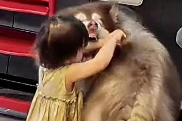 大型宠物犬趁主人刚走,张嘴就咬小孩,监控曝光,主人:绝不弃养 - 1